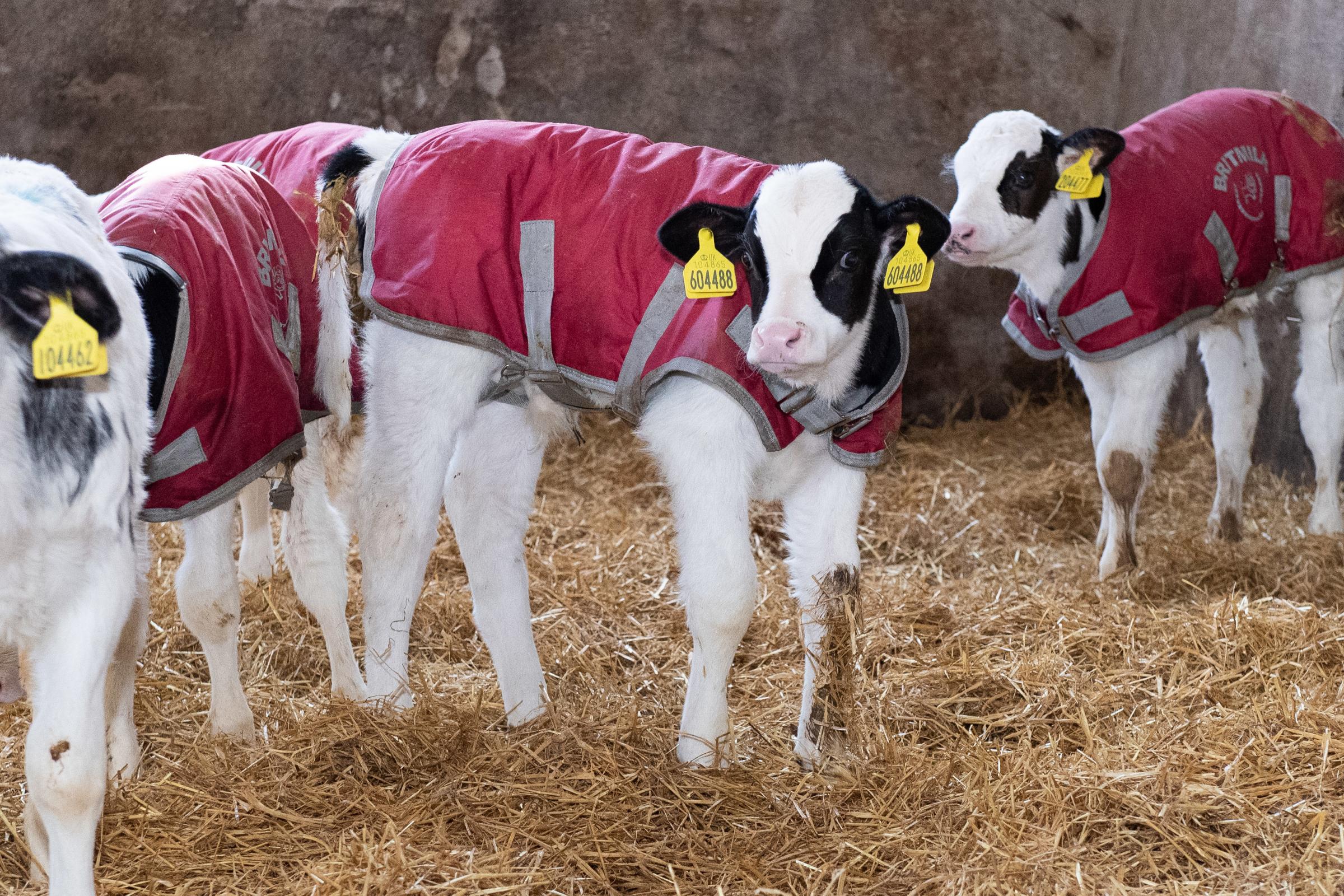 Expanding the business last year dairy calves are bought in for finishing Ref:RH150322076 Rob Haining / The Scottish Farmer...