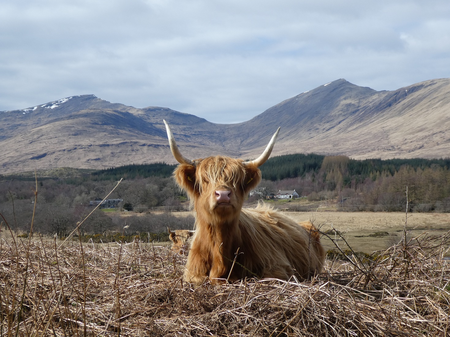Who owns Scottish land? New register promises transparency - Vimarsana News