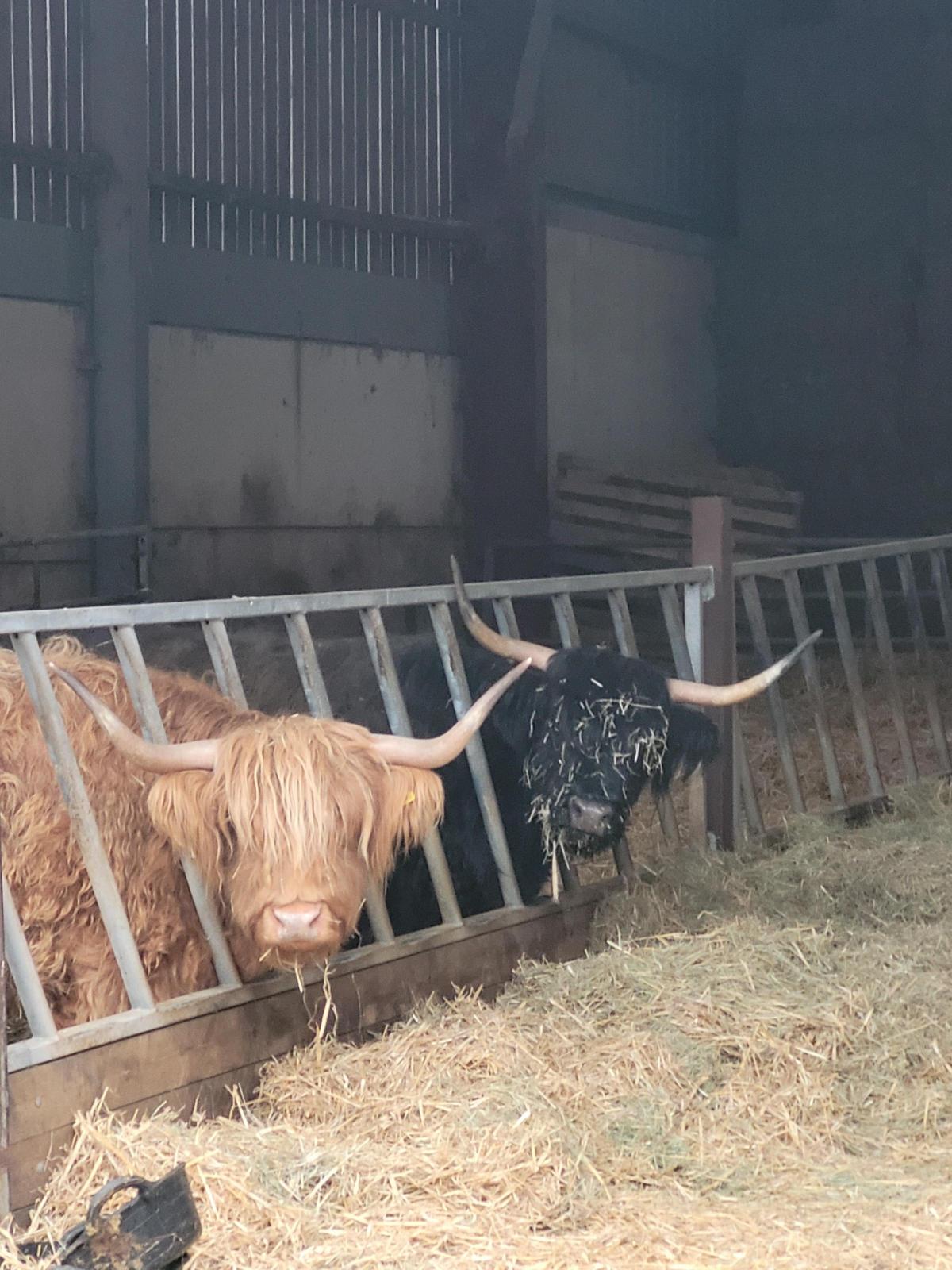 Laura Cooke - Maple and Fern enjoying being inside before calving