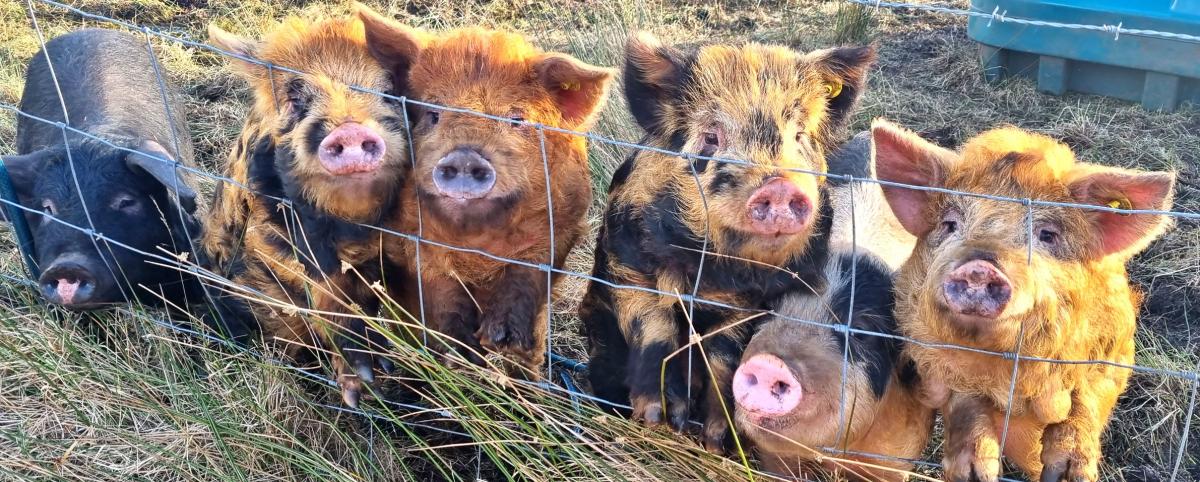 Chrissie Mackay - The piggies waiting for their dinner