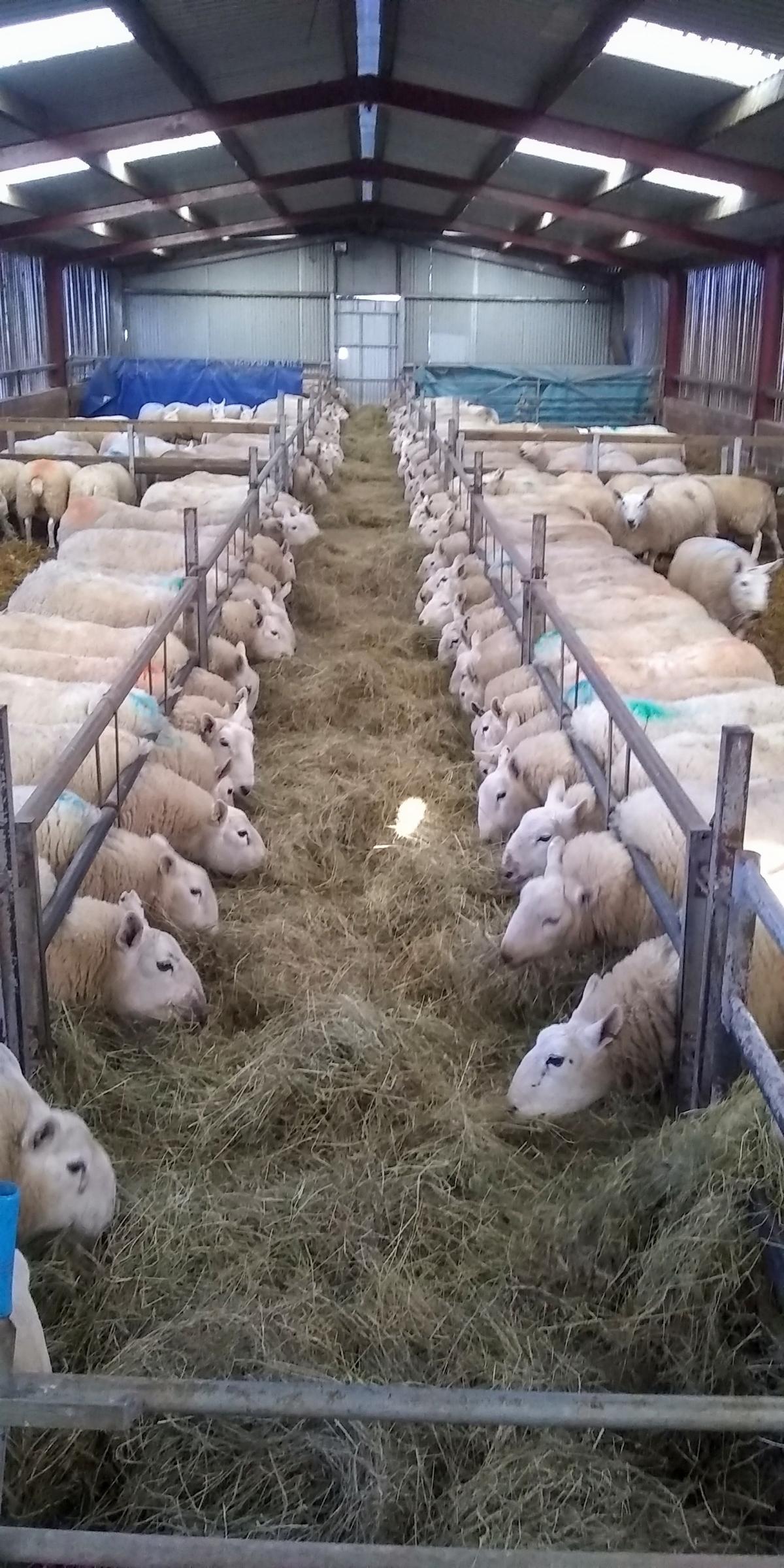 Lance Howey - Cheviot ewes enjoying some good hay inside at broomiebank farm westruther Gordon Scottish borders