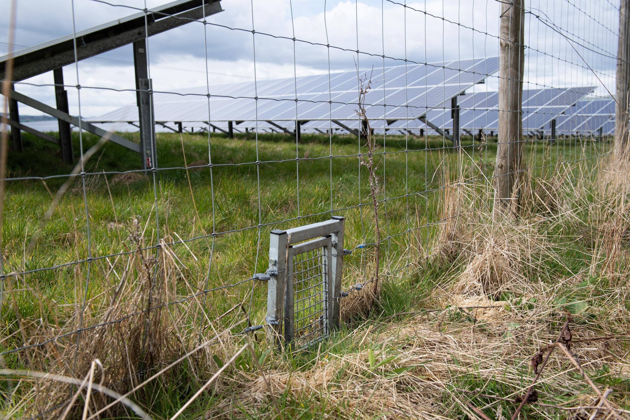 GROUND-MOUNTED solar is usually fenced off, but has to be secured with due care for the free movement of wildlife Ref:RH070422194 Rob Haining / The Scottish Farmer