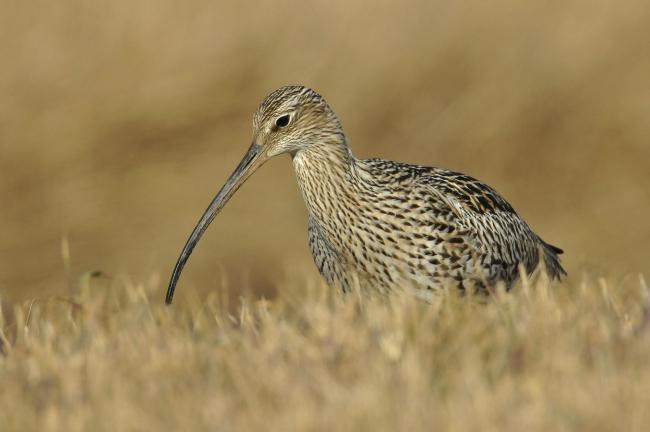 The panda of UK conservation? – 5000 breeding pairs of curlew are reckoned to have been lost to Galloway and Border hills through afforestation