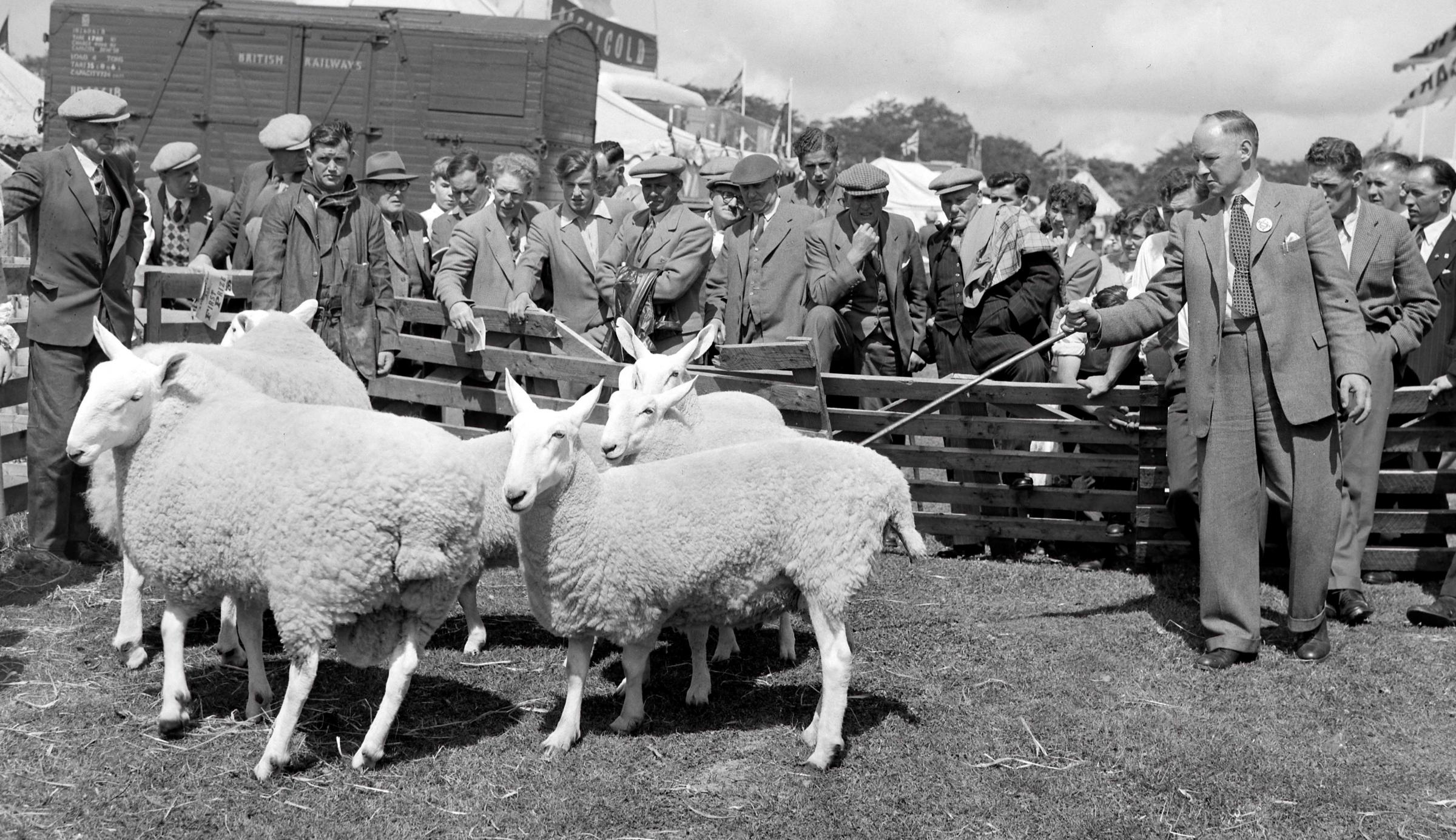 Judging Border Leicesters at the Highland in Aberdeen in 1959 Picture ref: 1711-2
