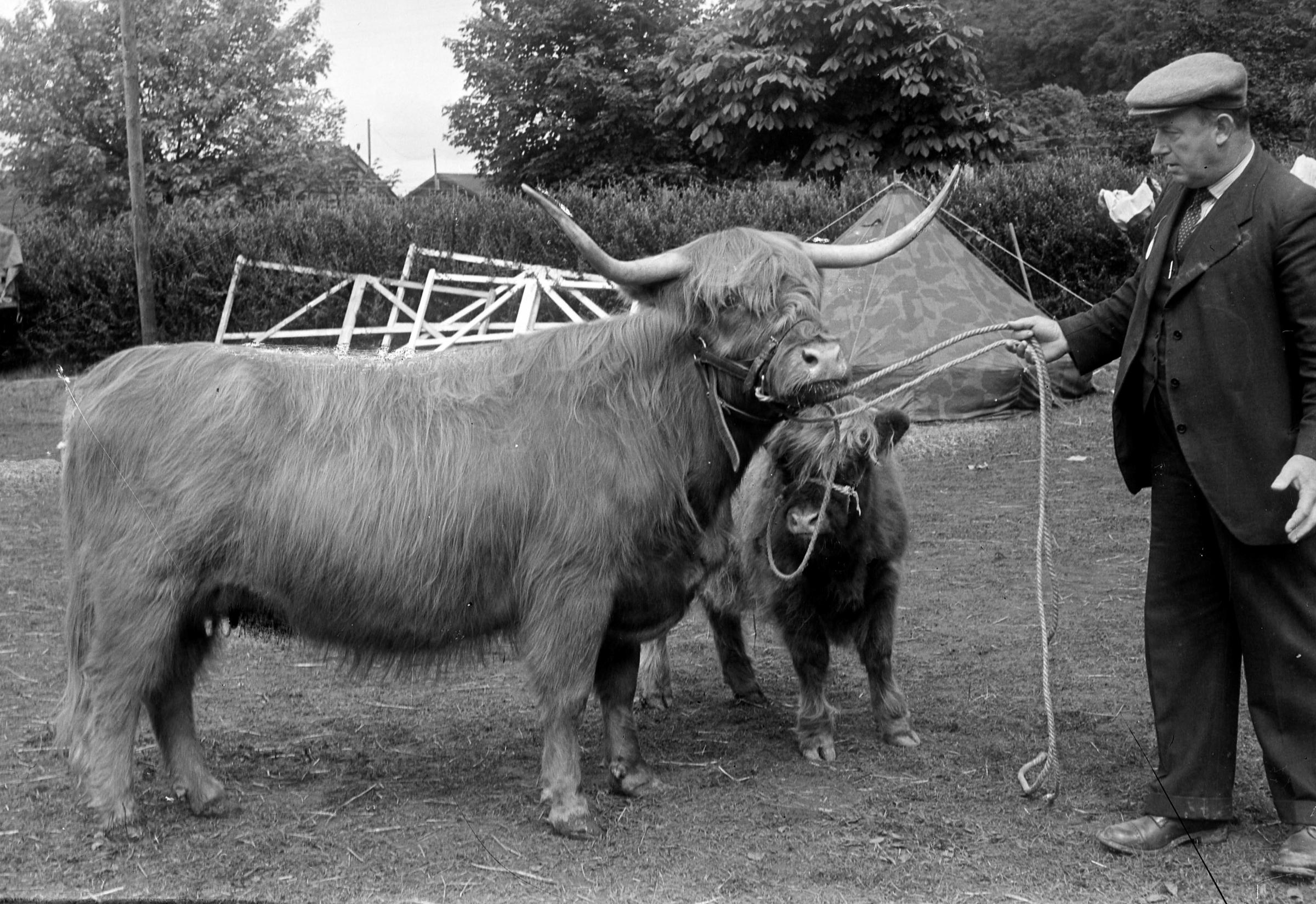 At the Inverness Highland Show in 1948 Baravalla II of Mingary was the Highland cattle champion Picture ref: 476