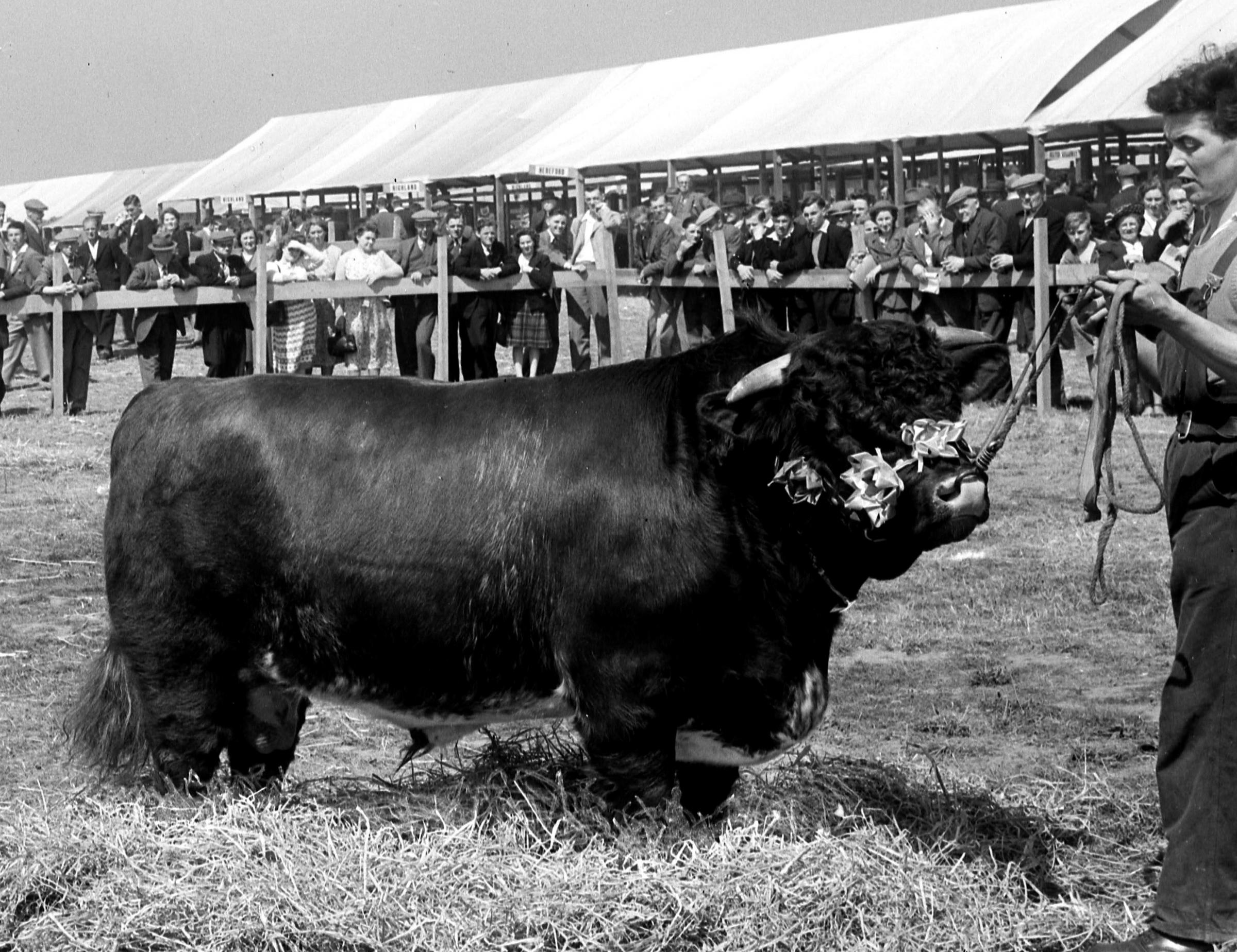 Calrossie Welcome was Beef Shorthorn champion at the Dundee show in 1949 Picture ref: 573
