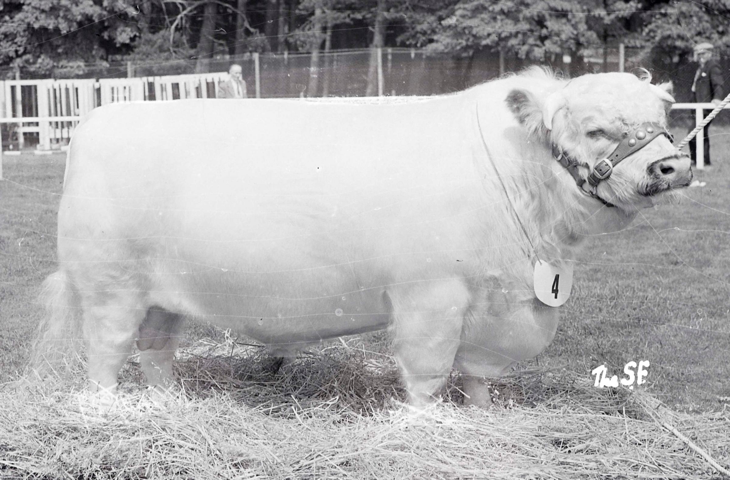 There was a rarity at the 1953 show in Alloa, when the white Shorthorn, Erimus Ghost, won the breed championship Picture ref: 1395