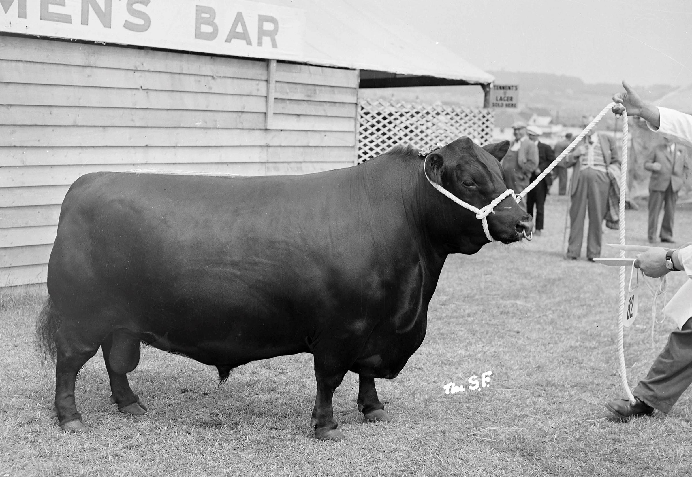 The Angus bull, Evara of Broadleys pictured at the Highland in Edinburgh at the 1955 show Picture ref: 1855