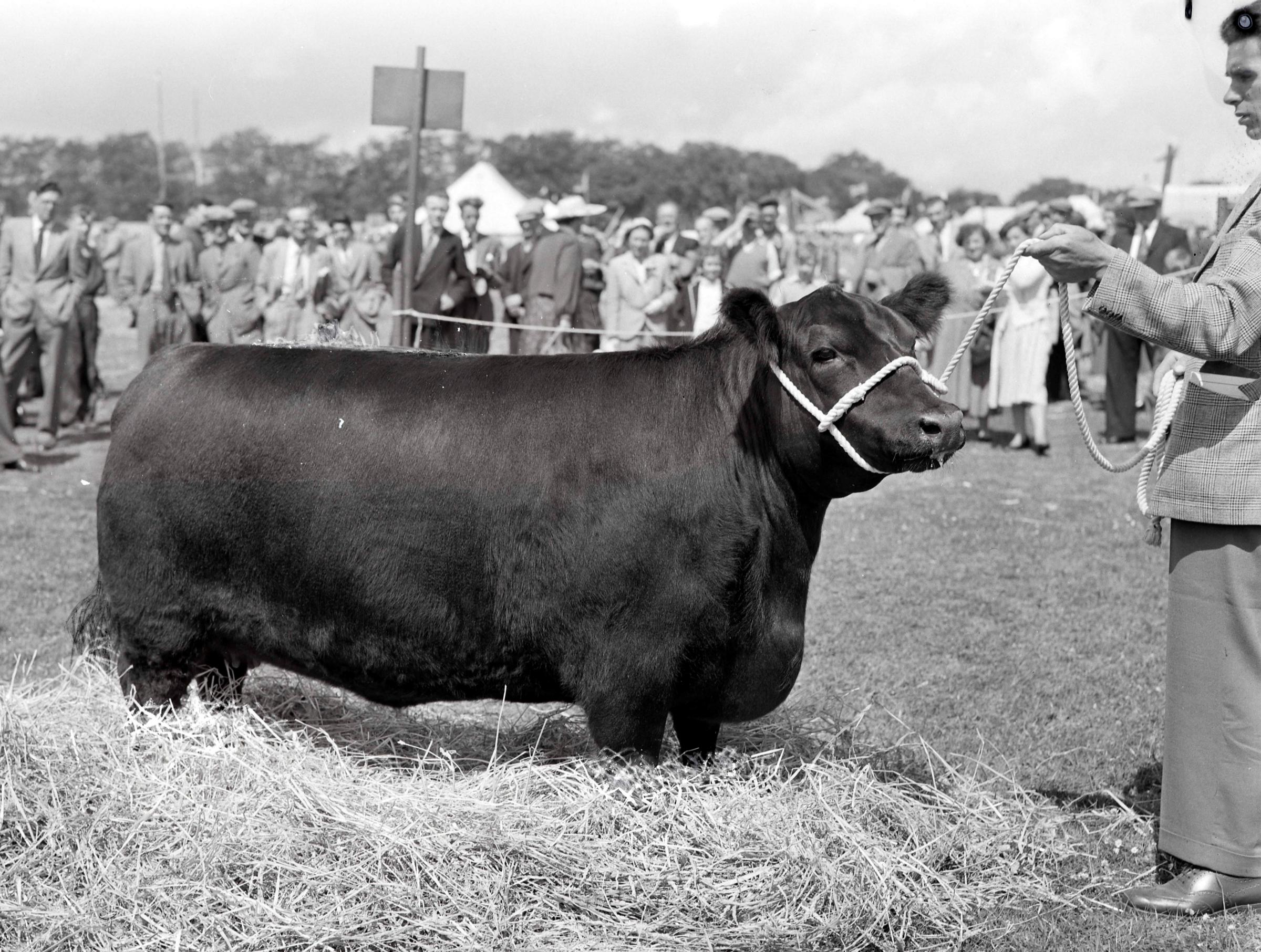 Angus champion at the Aberdeen-based Highland in 1959 was Even Girl 3 of Cobairdy Picture ref: 1680