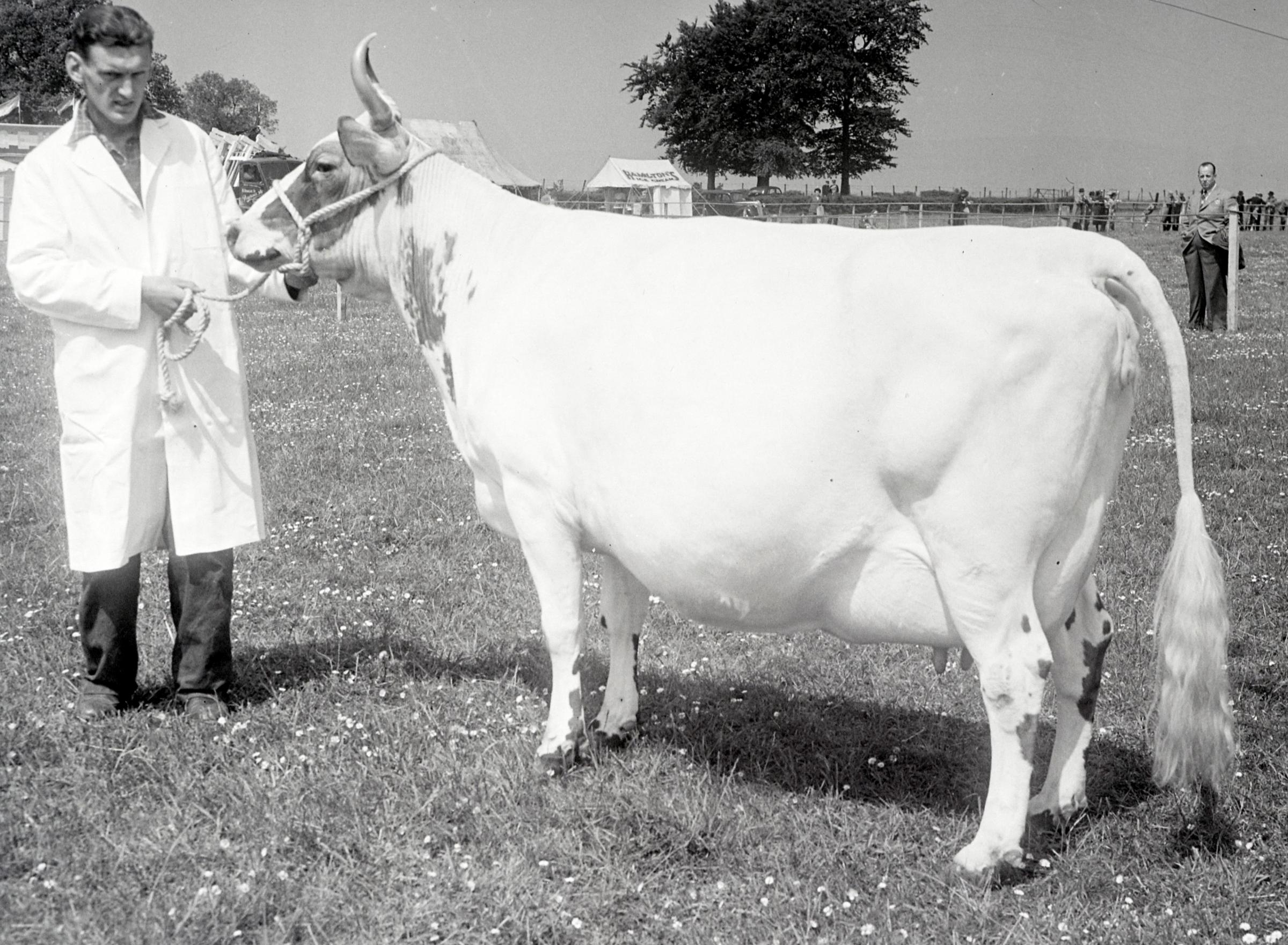 In 1951 on one of the few Paisley-based Highland show, Finnock Bog Primrose was the champion Ayrshire Picture ref: 796