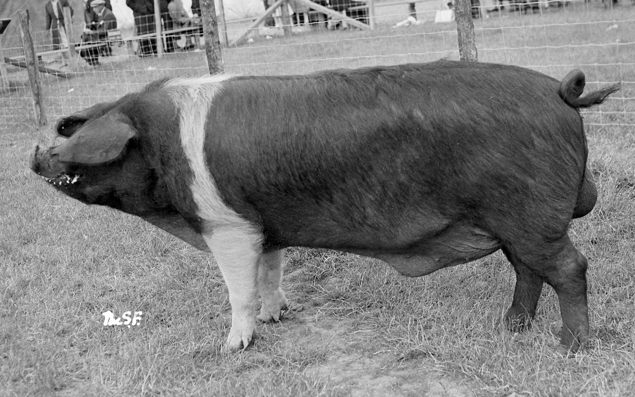 Hamhill Consort 32 was the champion Wessex pig at the H and AS in Alloa, in 1955 Picture ref: 1866