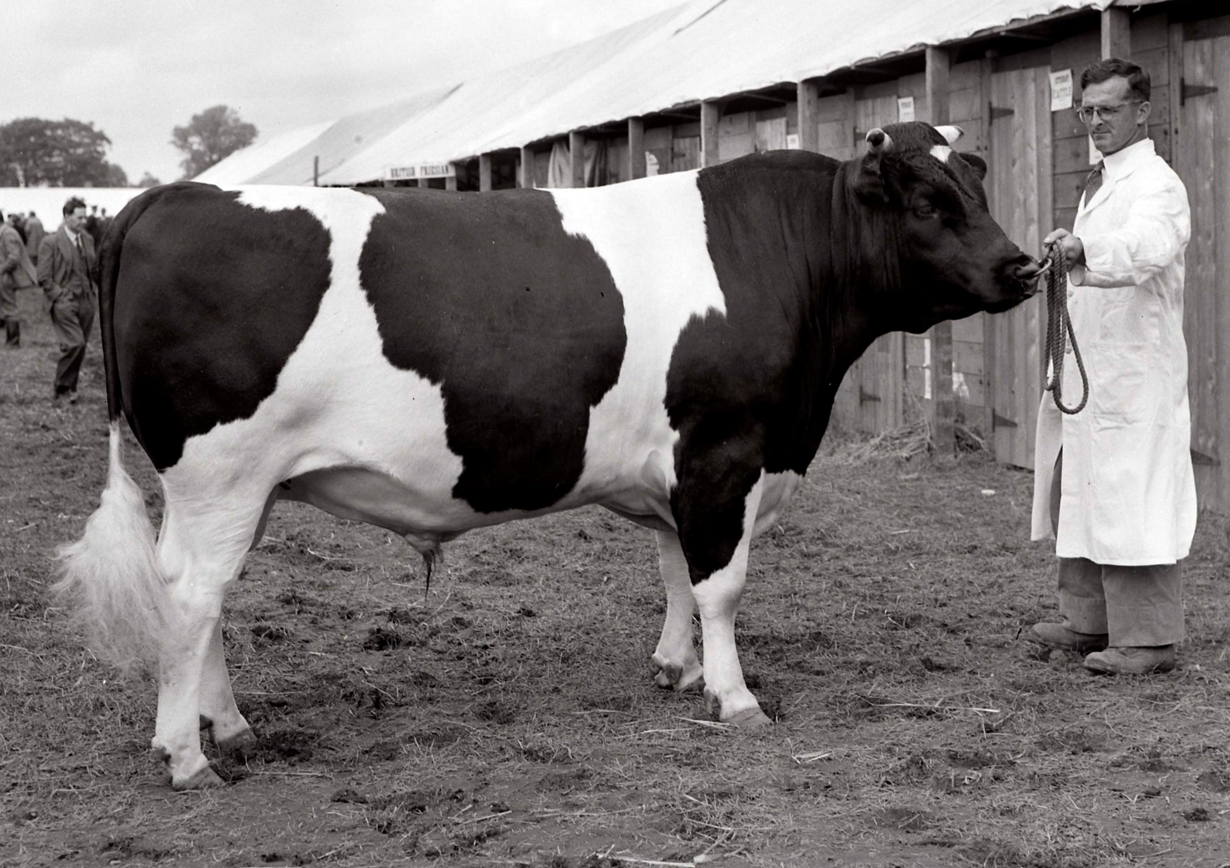 The Dumfries Highland Show saw this British Friesian bull win the day back in 1954 Picture ref: 1586-7