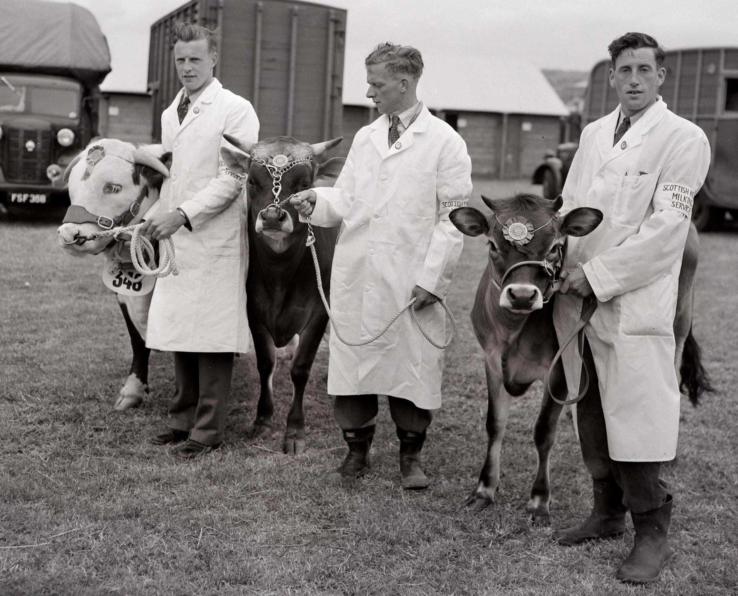 Three prize-winners at the Highland Show in Edinburgh, 1955 – a Hereford and a couple of Jerseys Picture ref: 1589-11