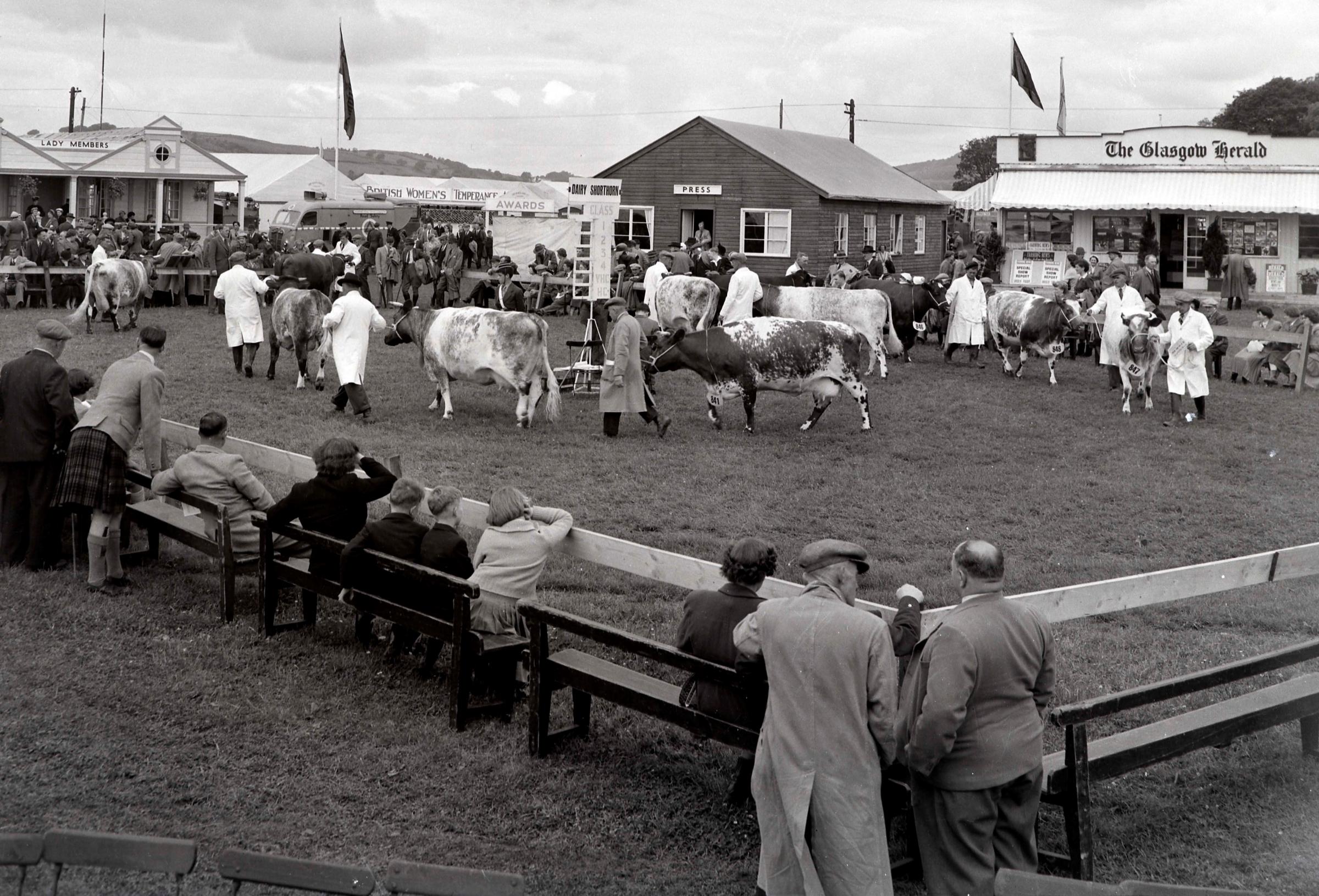 The Dairy Shorthorn breed on parade at the 1954 Highland Show in Dumfries Picture ref: 1584-10