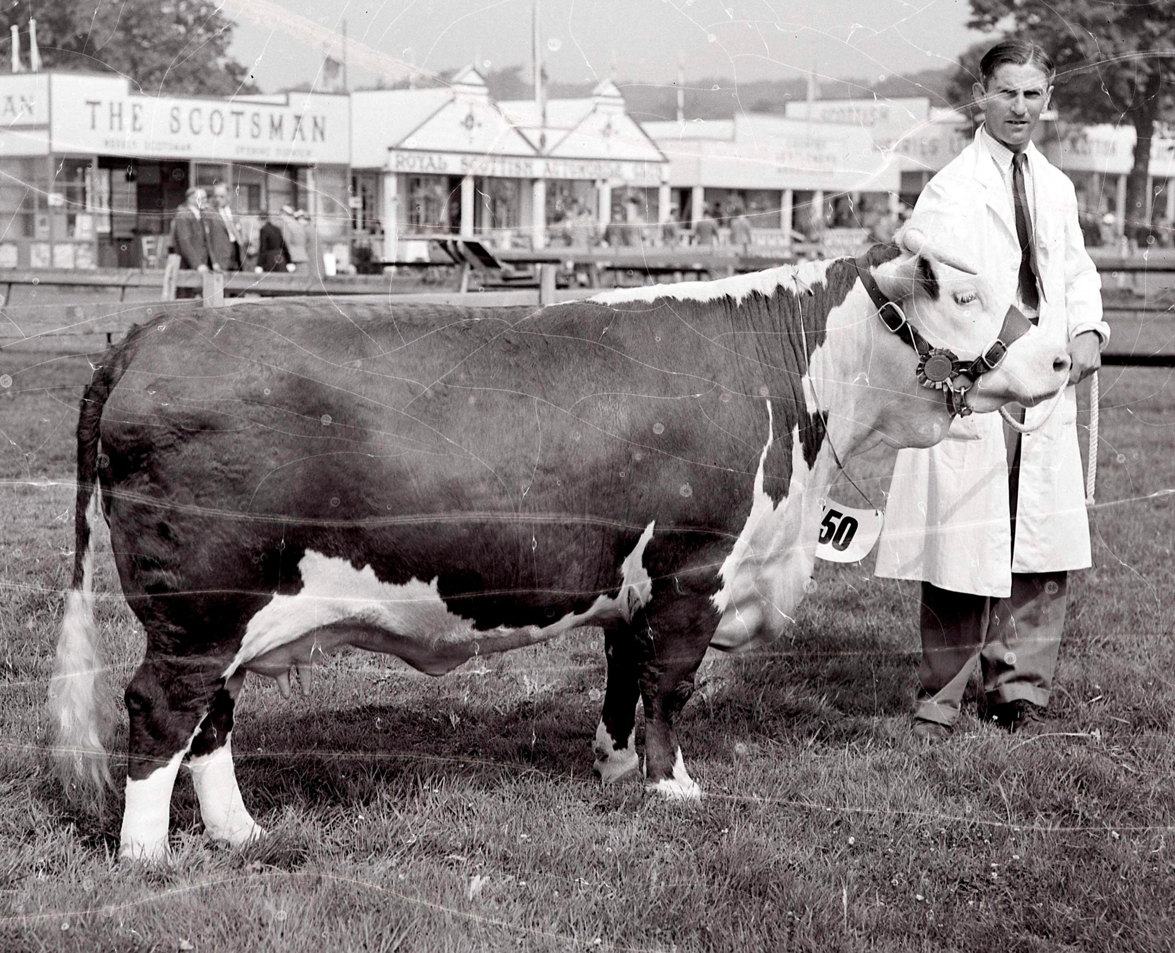 Lothian Silver Queen was the Hereford leader at the Alloa Highland in 1953 Picture ref: 1362