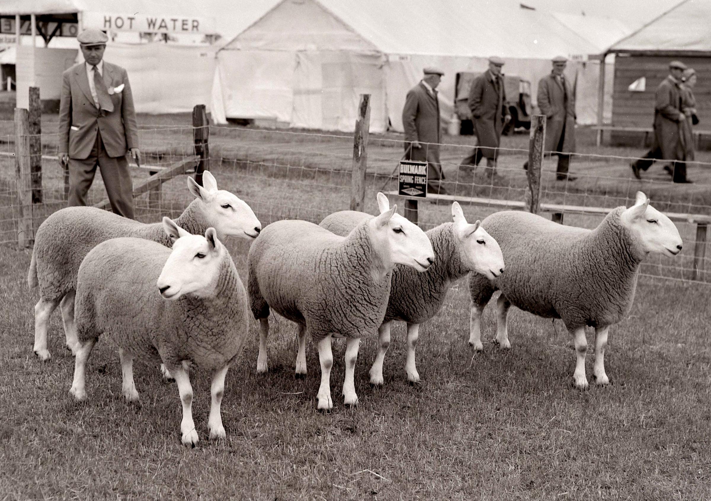 A team of North Country Cheviots owned by HB Sleigh, St Johns Wells, at the 1955 Highland Show Picture ref: 1432-4
