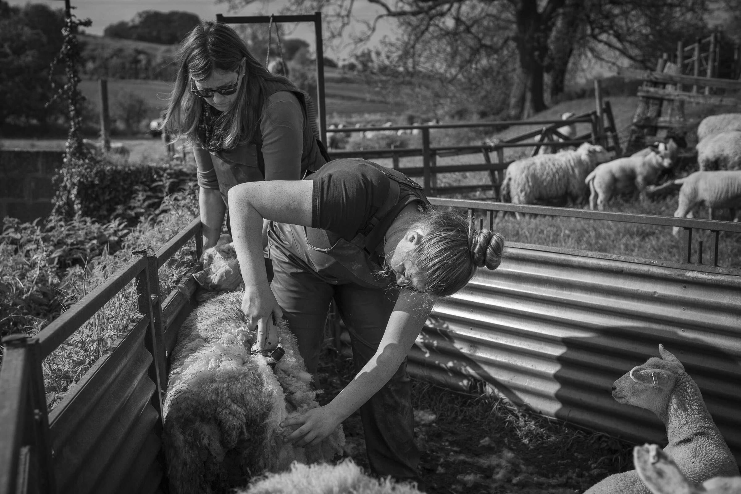 Amanda Shaw and her daughter, Fran, cutting sheep on their farm at Monk Fryston Credit Lucy Saggers
