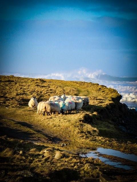 Colin MacDonald - Here are some of our ewes on the west coast of Lewis with a storm coming in (Photo taken my Maureen MacDonald)