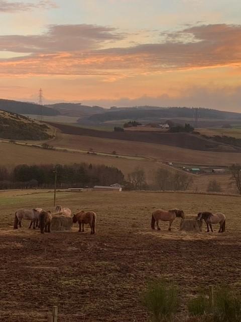 Jean Connell (achnacarry highland ponies) - Feeding Time!