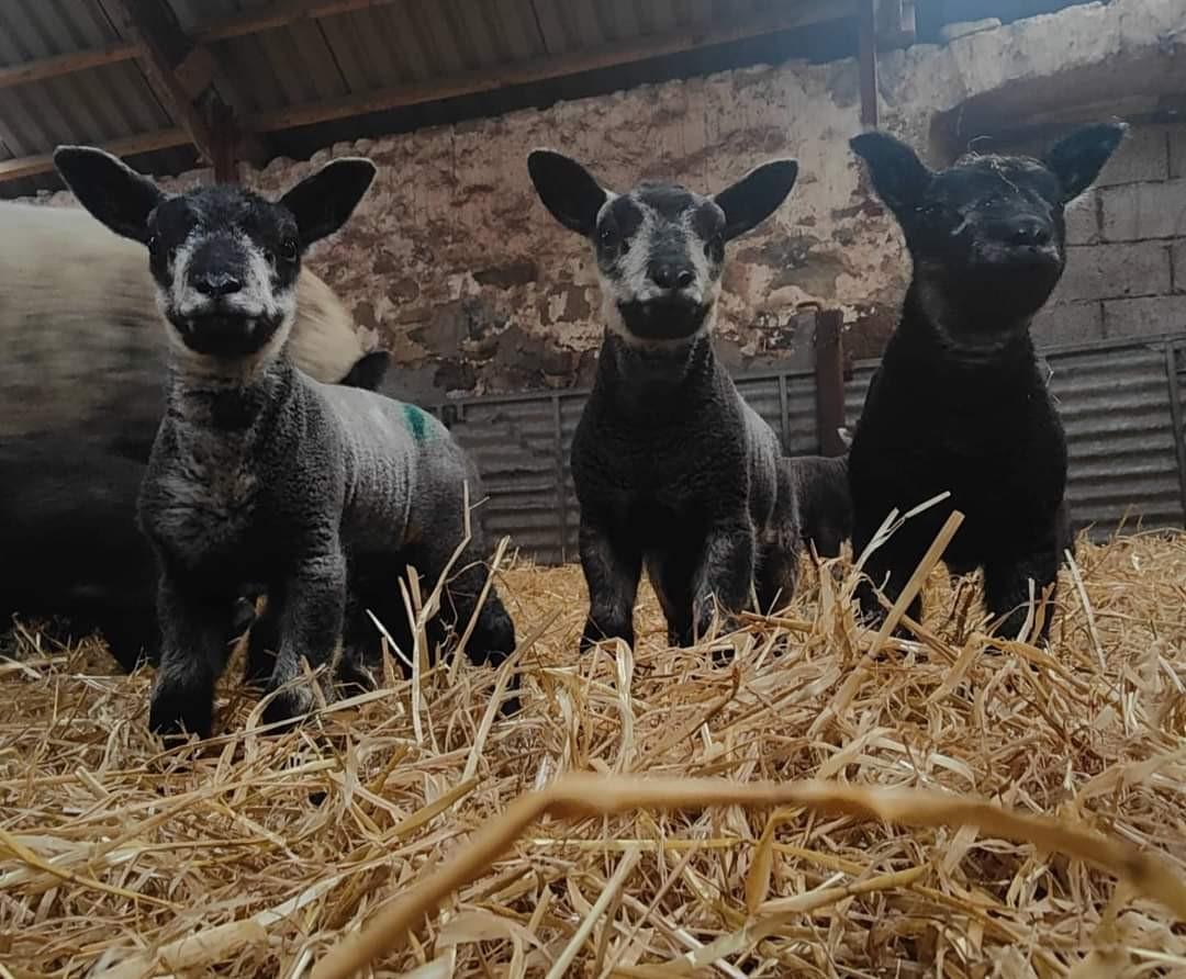 Jennifer Duncan (Aberdeenshire) - Blue Texel Lambs