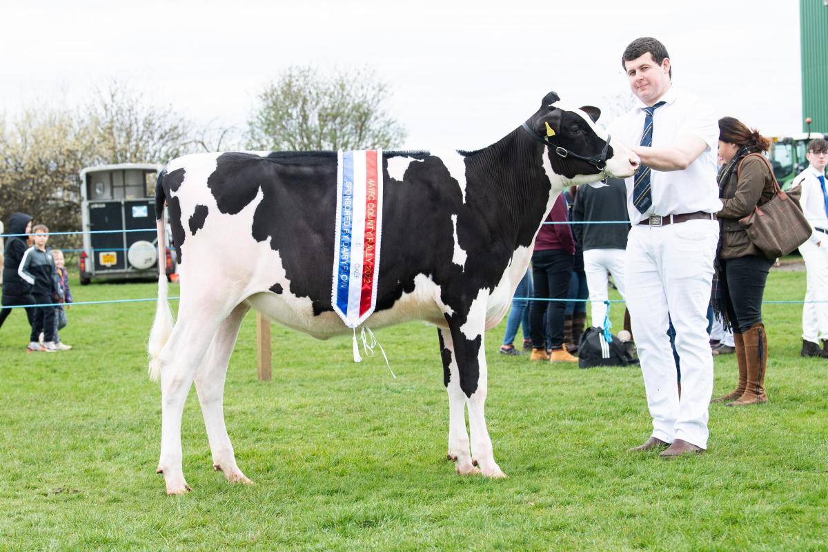 YFC dairy calf champion was from Andrew Struthers  Ref:RH160422052  Rob Haining / The Scottish Farmer...