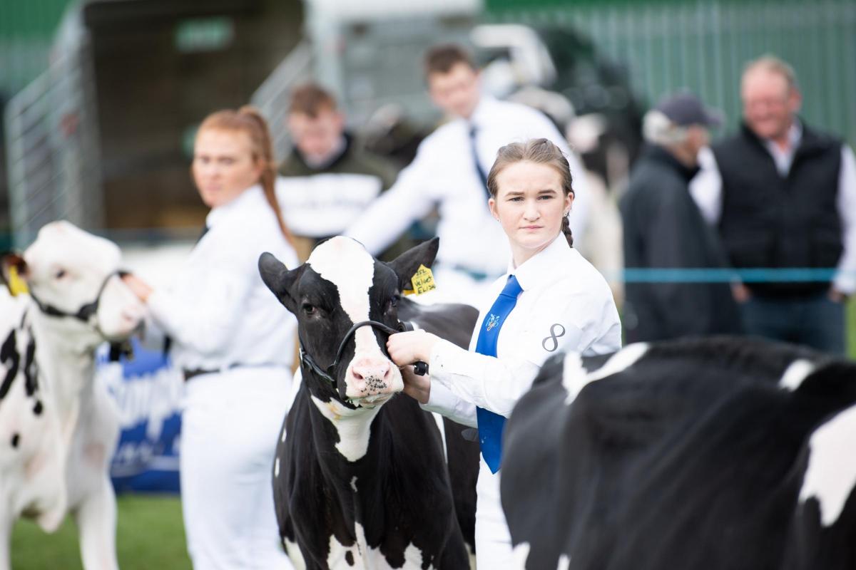 There was a large entry of dairy cattle for the AAYFC Rally held at Kilmaurs show Ref:RH160422034  Rob Haining / The Scottish Farmer...
