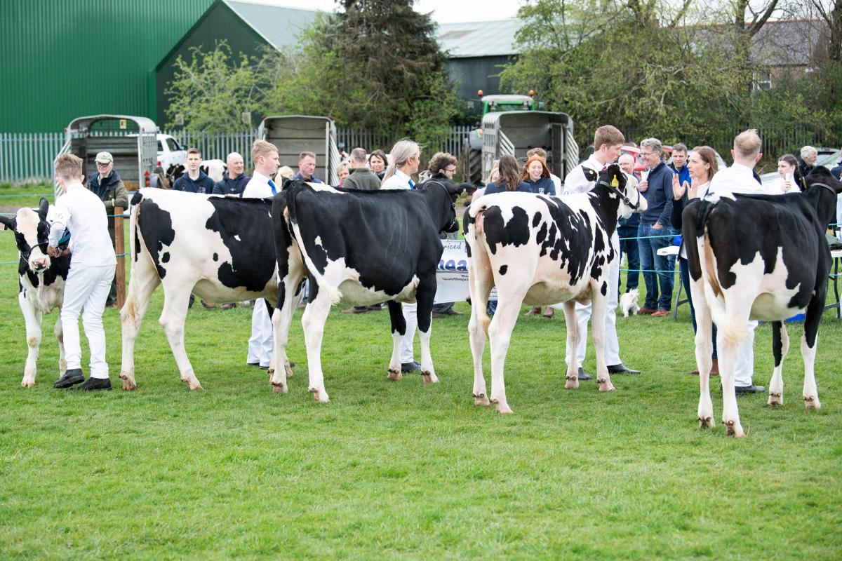 There was a large entry of dairy cattle for the AAYFC Rally held at Kilmaurs show2 Ref:RH160422042  Rob Haining / The Scottish Farmer...