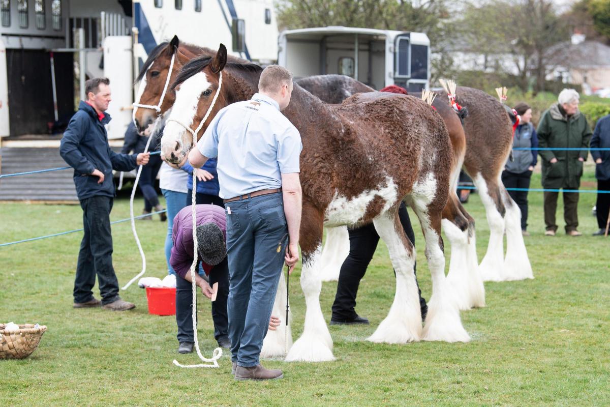 Final prep before the judging of the Clydesdale at Kilmaurs show Ref:RH160422045  Rob Haining / The Scottish Farmer...