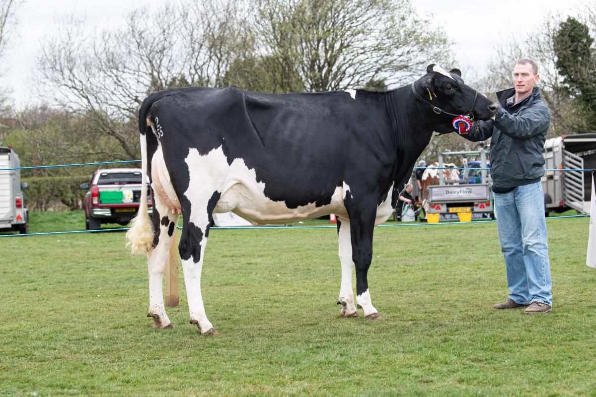 Dairy champion was Knowlemere Chief Ariane from M and J Montgomery Ref:RH160422029  Rob Haining / The Scottish Farmer...