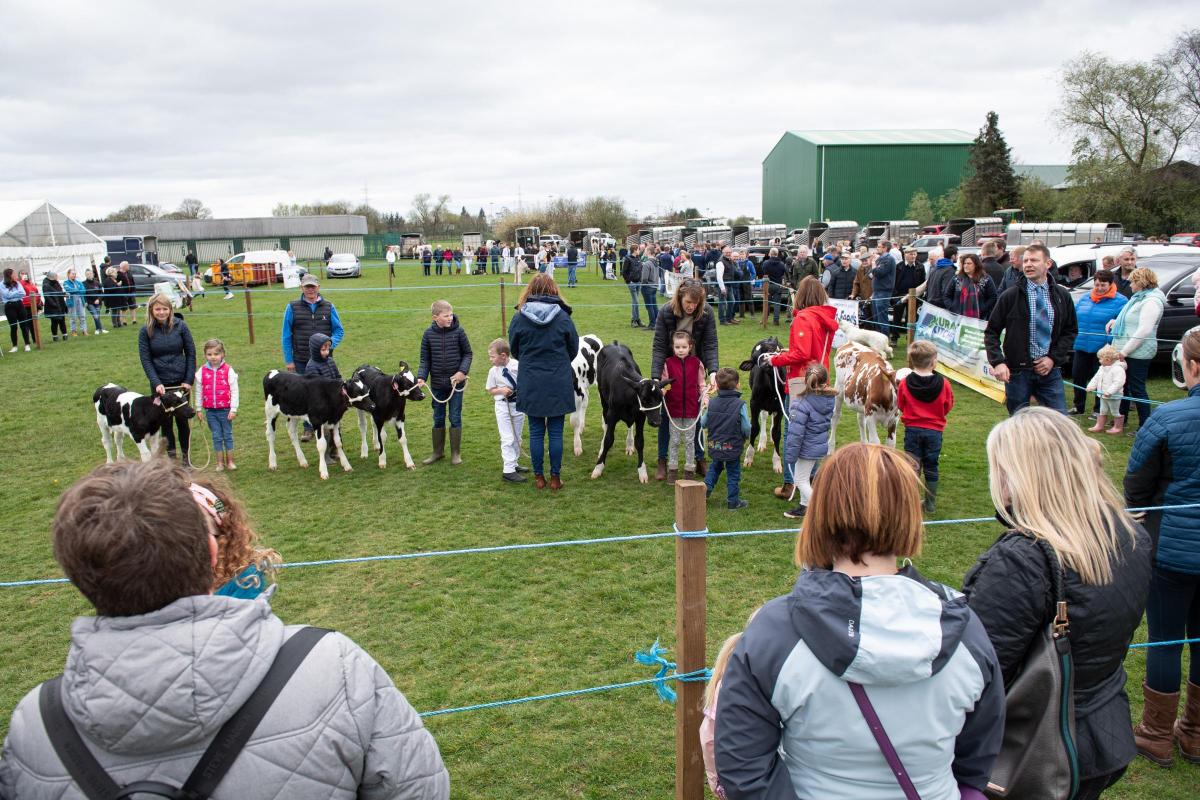 Spectators look on as the dairy calves are judge at KIlmaurs show Ref:RH160422051  Rob Haining / The Scottish Farmer...