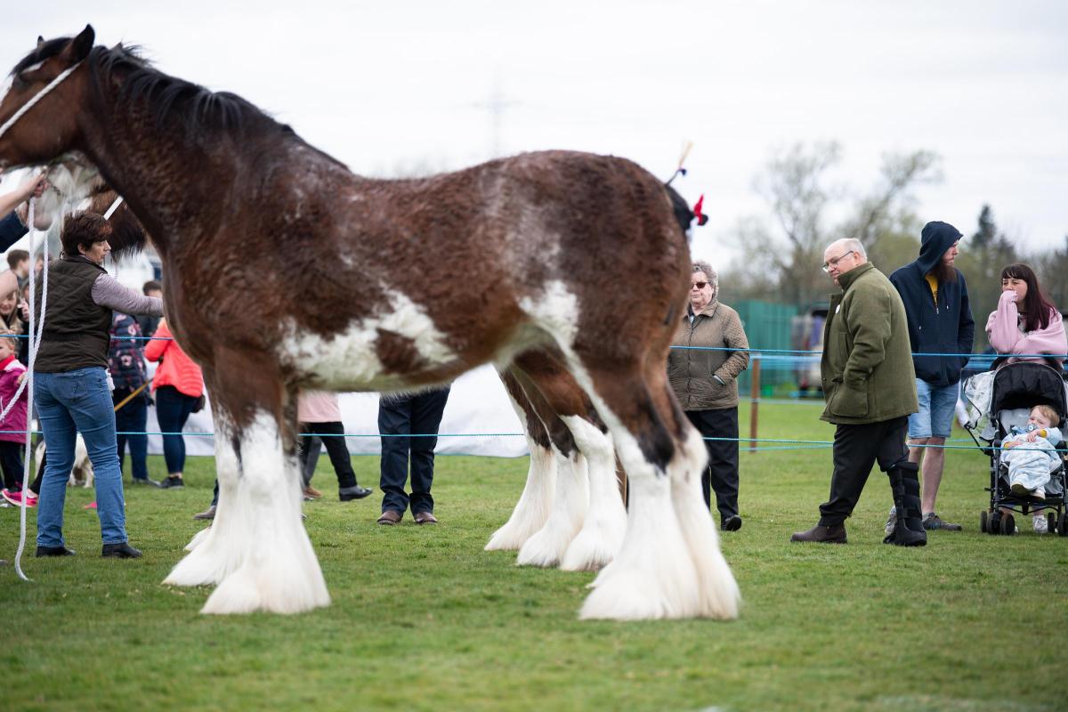 Judge Ronnie Noble takes his final walk round before tapping out his Clydesdale champion at Kilmaurs show Ref:RH160422048  Rob Haining / The Scottish Farmer...