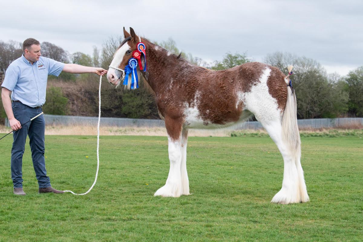 Reserve Clydesdale was Lady Crystal from Alan Craig and Agnes Jackson  Ref:RH160422056  Rob Haining / The Scottish Farmer...