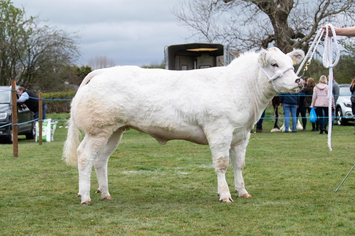 Reserve in the beef was Snow White from Ross Montgomery Ref:RH160422066  Rob Haining / The Scottish Farmer...