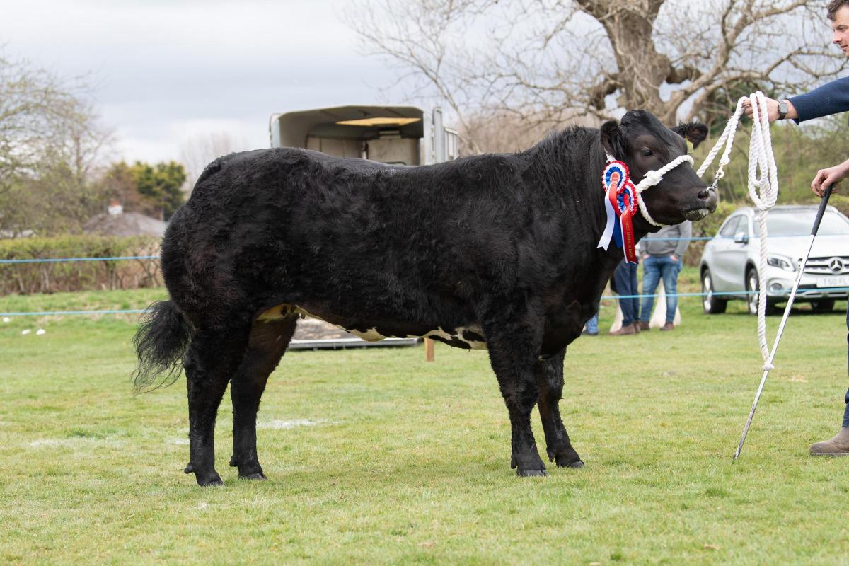 Beef champion went to Wee Nippy from Andrew Ireland Ref:RH160422065  Rob Haining / The Scottish Farmer...