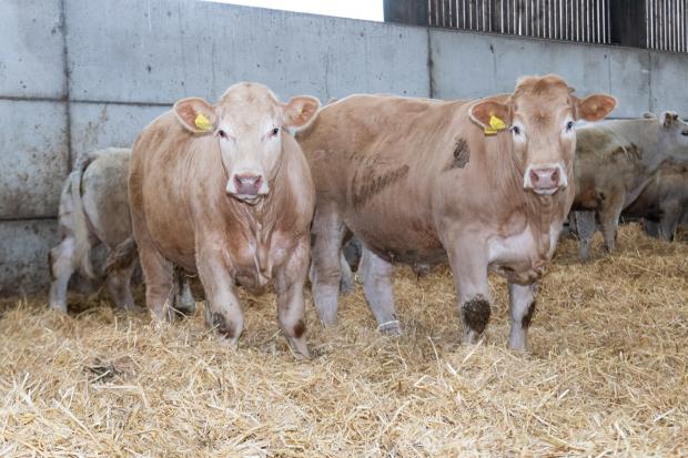 The Scottish Farmer: The aim is to have calves that are constant throughout the batch, to which enables them to be sold in lots of 4-10 Ref:RH140422009  Rob Haining / The Scottish Farmer...