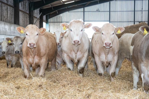 The Scottish Farmer: Charolais calves are 12-14 months of age  and sold through United Auctions  Ref:RH140422010  Rob Haining / The Scottish Farmer...