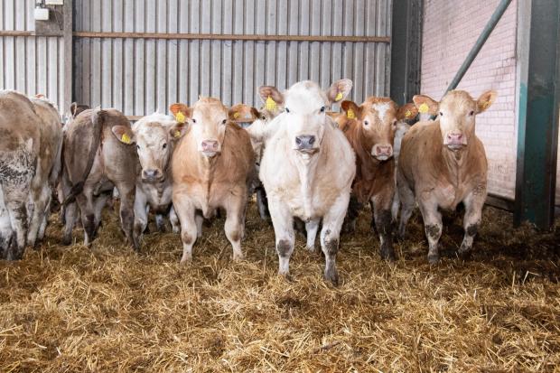 The Scottish Farmer: The teams aim at Wester Middleton is to produce a strong calf suitable for the store ring  Ref:RH140422006  Rob Haining / The Scottish Farmer...