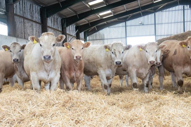 The Scottish Farmer: Charolais calves are 12-14 months of age  and sold through United Auctions   Ref:RH140422008  Rob Haining / The Scottish Farmer...