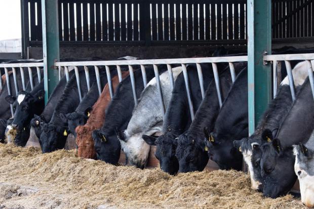 The Scottish Farmer: The Wester Middleton herd consist of 350 crossbred commercial cows which are split between 215 autumn calvers and 135 spring calvers  Ref:RH140422022  Rob Haining / The Scottish Farmer...