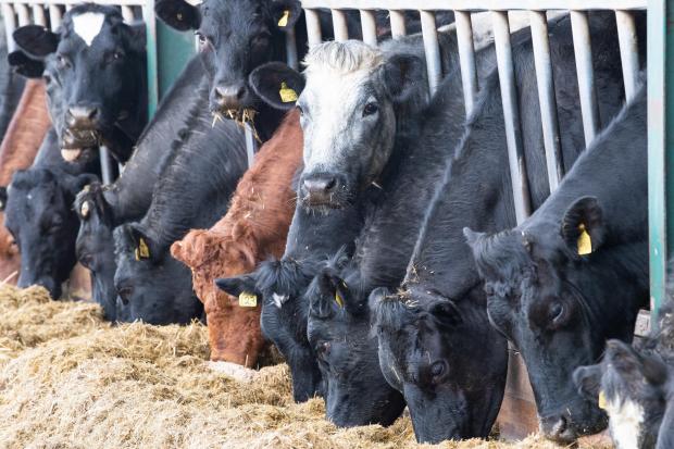 The Scottish Farmer: some of the commercial cattle eat the home grown pit silage  Ref:RH140422023  Rob Haining / The Scottish Farmer...