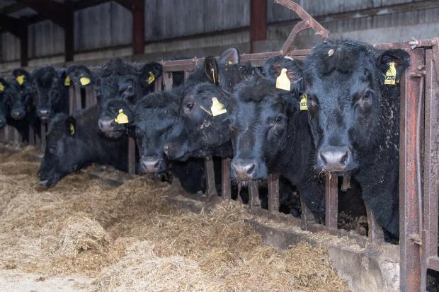 The Scottish Farmer: Some heifer will be retained for breeding and some sold as bulling heifers and the rest of the bullocks and heifers finished on farm   Ref:RH250422048  Rob Haining / The Scottish Farmer...