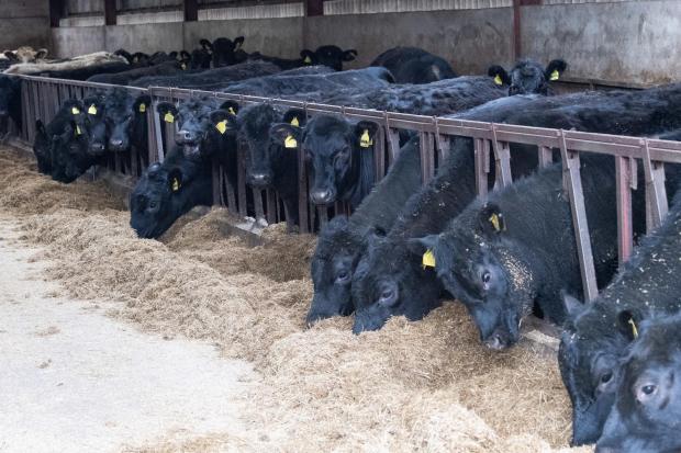 The Scottish Farmer: Some heifer will be retained for breeding and some sold as bulling heifers and the rest of the bullocks and heifers finished on farm  Ref:RH250422050  Rob Haining / The Scottish Farmer...