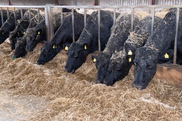 The Scottish Farmer: The cows housed through the winter will be fed silage based diet Ref:RH250422036  Rob Haining / The Scottish Farmer...