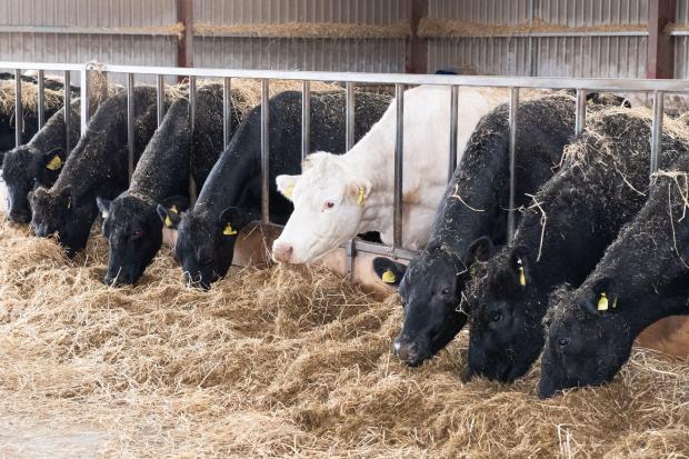 The Scottish Farmer: At Auchincrieve they run 145 beef cows of which 20 are Charolais and the rest at Aberdeen Angus   Ref:RH250422039  Rob Haining / The Scottish Farmer...