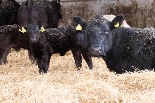 The Scottish Farmer: Cows are housed on straw beds and calved in the spring Ref:RH250422033  Rob Haining / The Scottish Farmer...