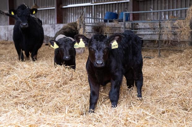 The Scottish Farmer: Calves are born in the spring and put into batches and put to grass with their mother in May Ref:RH250422044  Rob Haining / The Scottish Farmer...