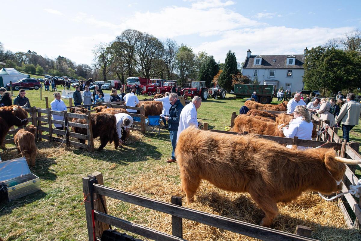 All rushing about in the Highland cattle line for the next class at Beith show Ref:RH230422066  Rob Haining / The Scottish Farmer...