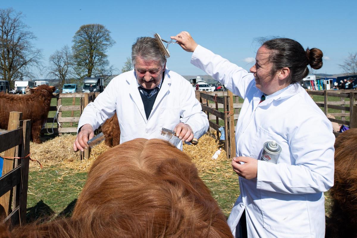 Not just the cattle that need to look their best, handlers need to also,  Matt Auld takes care of the Pollock entry and Melissa Sinclair takes care of Matt  Ref:RH230422065  Rob Haining / The Scottish Farmer...