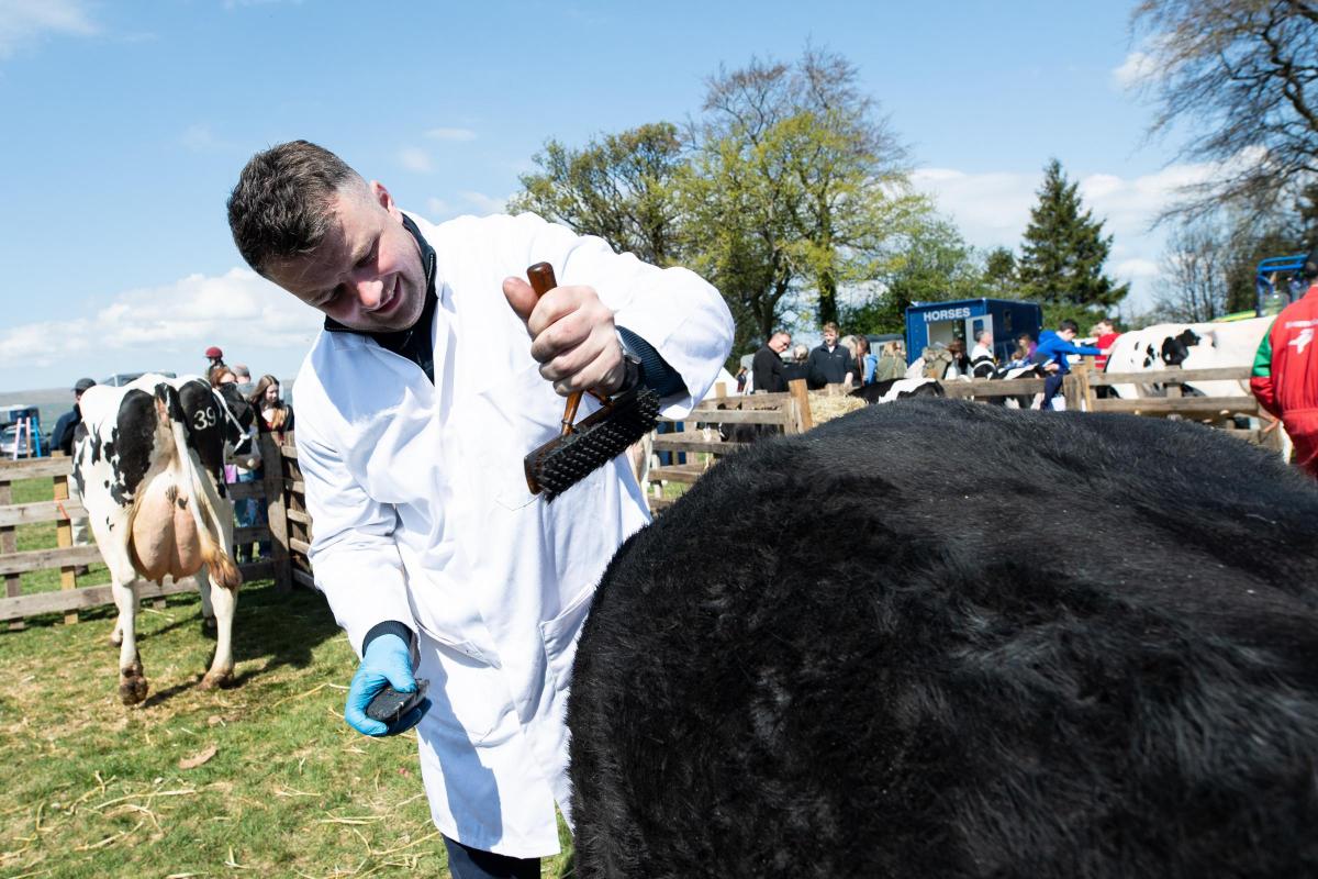 Andrew Ireland brushing up his Prime champion Nippy Sweety before Beith show overall championship competition  Ref:RH230422085  Rob Haining / The Scottish Farmer...