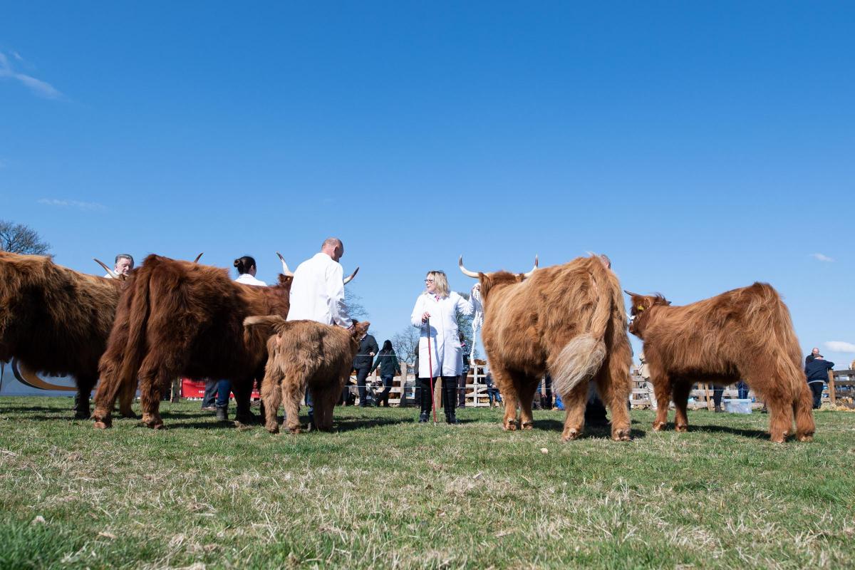 Blue skies and sun shine for Beith show Ref:RH230422075  Rob Haining / The Scottish Farmer...